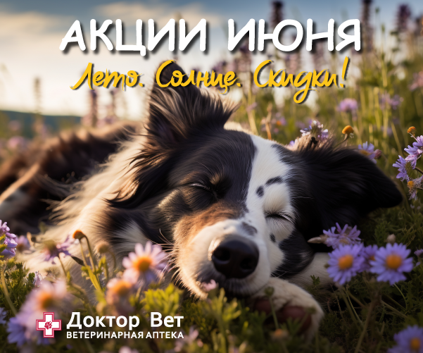 Лето! Солнце! Скидки в Доктор Вет!